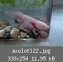 axolotl22.jpg