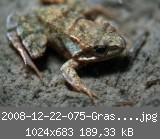 2008-12-22-075-Grasfrosch-n.jpg