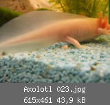 Axolotl 023.jpg