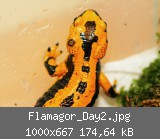 Flamagor_Day2.jpg