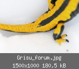 Grisu_forum.jpg