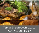 Terra Grasfrosch 1.jpg