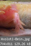 Axolotl-Bein.jpg