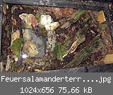 Feuersalamanderterrarium.jpg