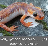 Neu_Lyciasalamandra billae.jpg