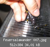 Feuersalamander 007.jpg