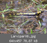 Larvipar06.jpg