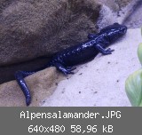 Alpensalamander.JPG