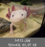 lotl1.jpg