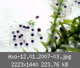 Axo-12.01.2007-03.jpg