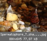 Spermatophore_T.shanjing.jpg