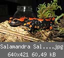 Salamandra Salamandra Terrestris (Small).jpg
