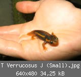 T Verrucosus J (Small).jpg