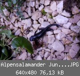 Alpensalamander Jungtier 14.05.2017.JPG