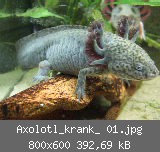 Axolotl_krank_ 01.jpg