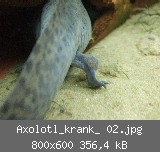 Axolotl_krank_ 02.jpg