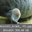 Axolotl_krank_ 03.jpg