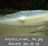 Axolotl_krank_ 04.jpg