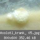 Axolotl_krank_ 05.jpg