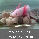 axolotl1.jpg
