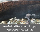 Axolotl-Mnnchen 1.jpg