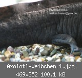 Axolotl-Weibchen 1.jpg