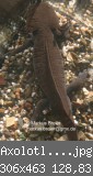 Axolotl-Mnnchen 3.jpg