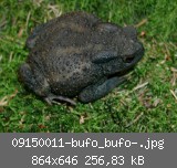 09150011-bufo_bufo-.jpg