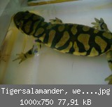 Tigersalamander, weiblich.jpg