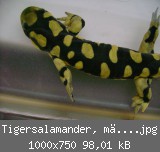 Tigersalamander, mnnlich.jpg