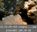 12.03.08-016-Jungsalamander.jpg