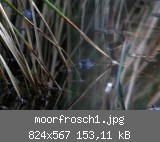 moorfrosch1.jpg