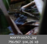 moorfrosch3.jpg