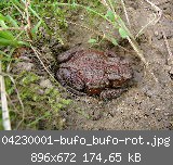 04230001-bufo_bufo-rot.jpg