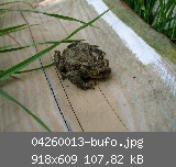 04260013-bufo.jpg