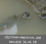 05170040-Amplexus.jpg