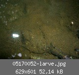 05170052-larve.jpg