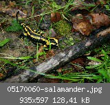 05170060-salamander.jpg