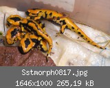 Sstmorph0817.jpg