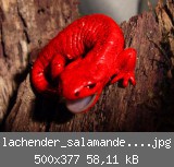 lachender_salamander_rot.jpg