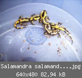 Salamandra salamandra terrestris1.jpg
