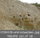 07260039-uferschwalben.jpg