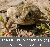 08160013-bufo_calamita.jpg