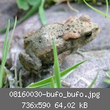 08160030-bufo_bufo.jpg