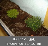 DSCF2120.jpg