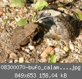 08300070-bufo_calamita_bufo-kl.jpg