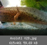 Axolotl 028.jpg