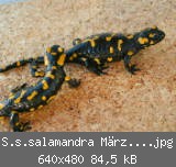 S.s.salamandra Mrz 20050016.jpg