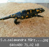 S.s.salamandra Mrz 20050023.jpg