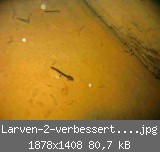 Larven-2-verbessert-web.jpg